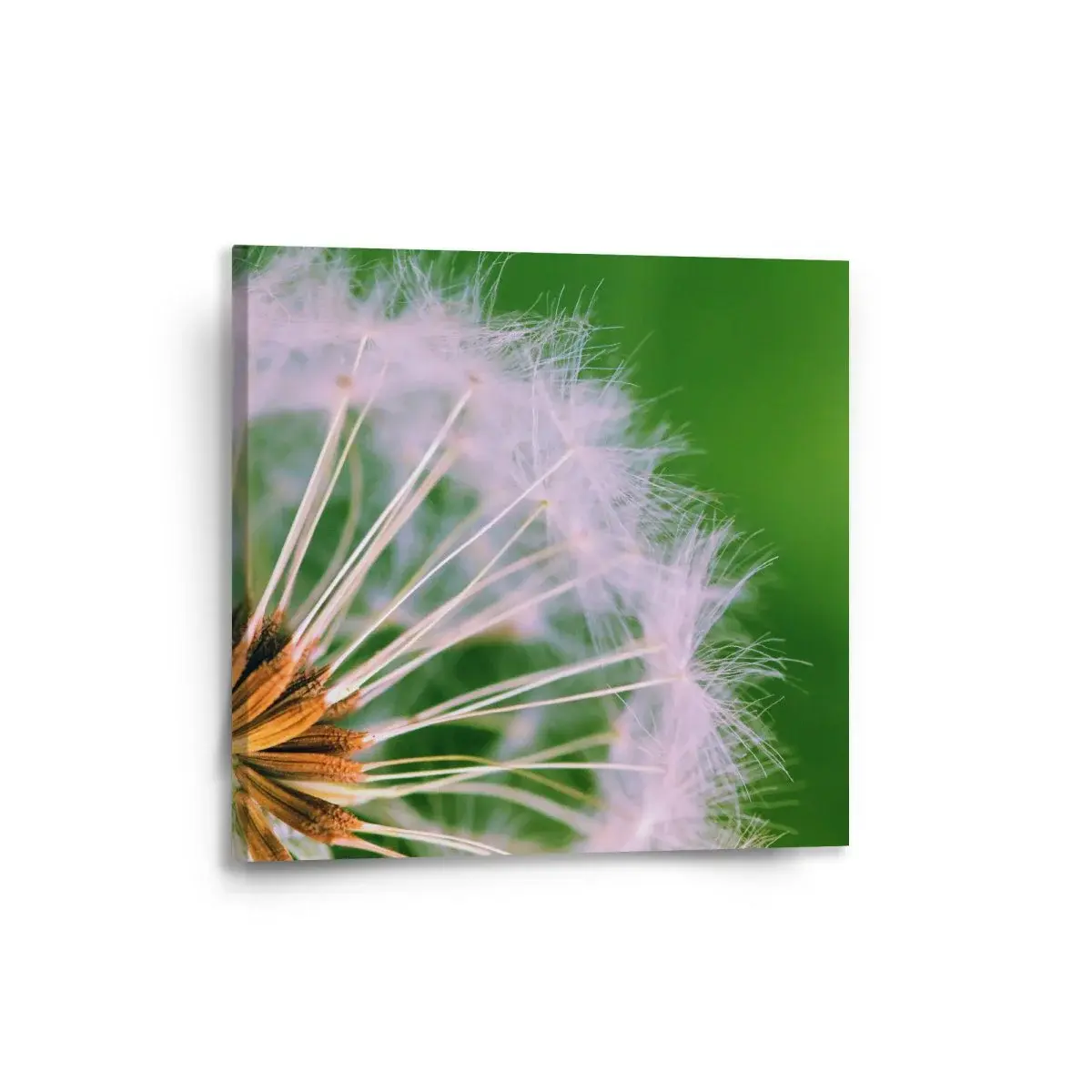 Obraz Odkvetlé pampelišky 3 - 50x50 cm