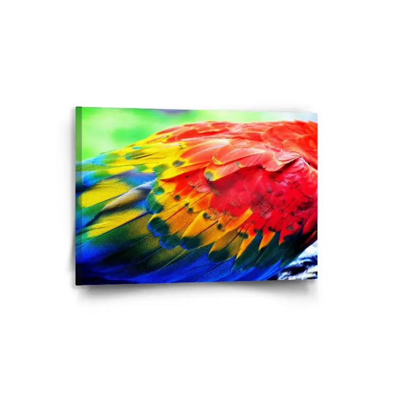 Obraz Barevné peří 2 - 90x60 cm