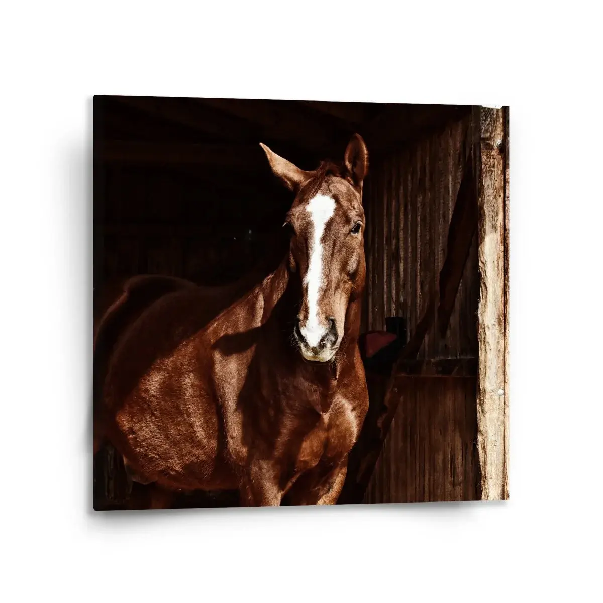 Obraz Kůň ve stáji - 120x80 cm
