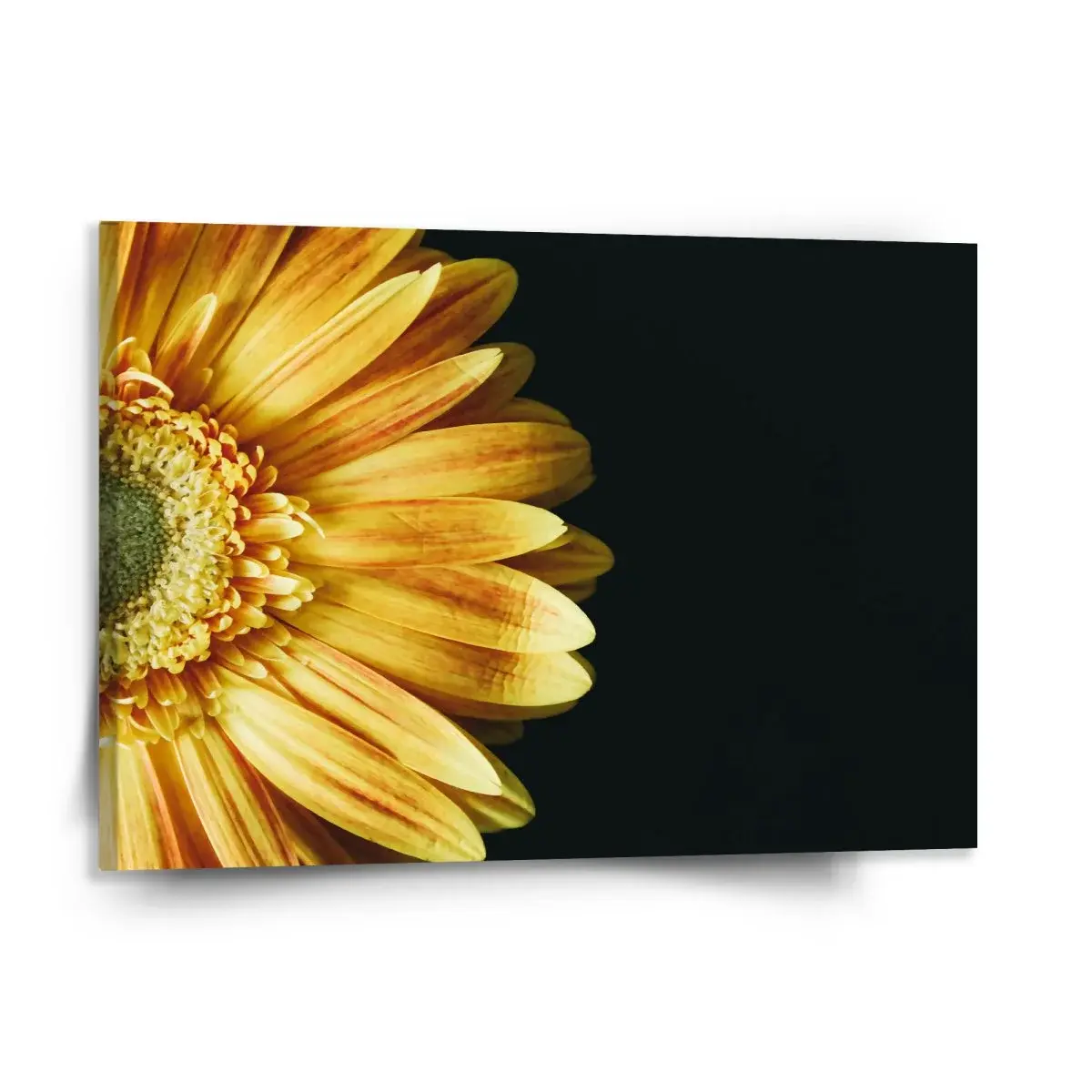 Obraz žlutá gerbera - 150x110 cm