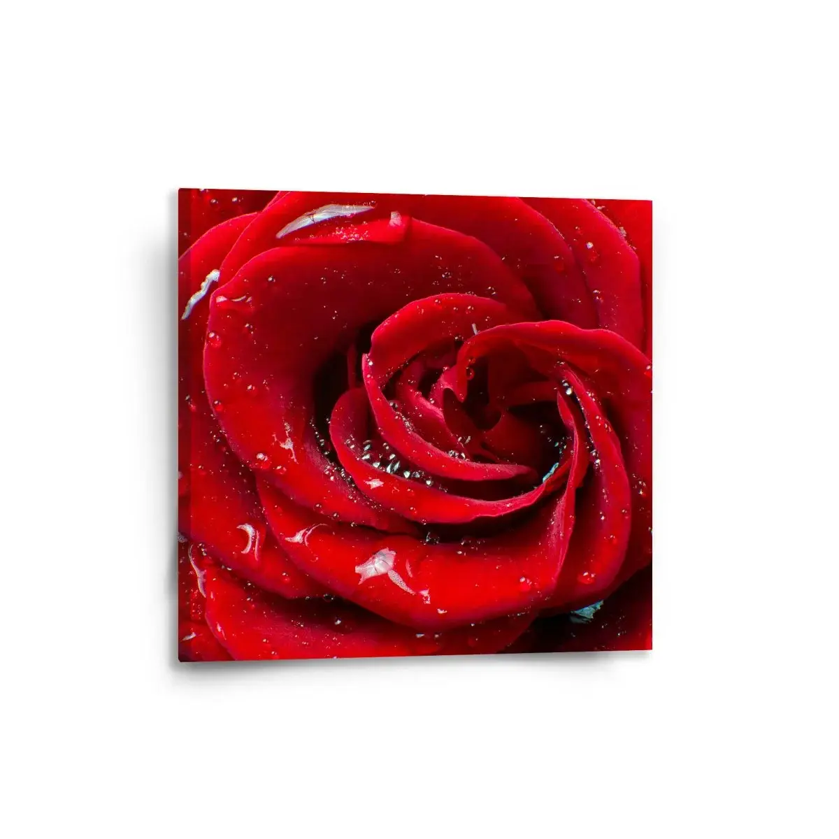 Obraz Růže - 50x50 cm