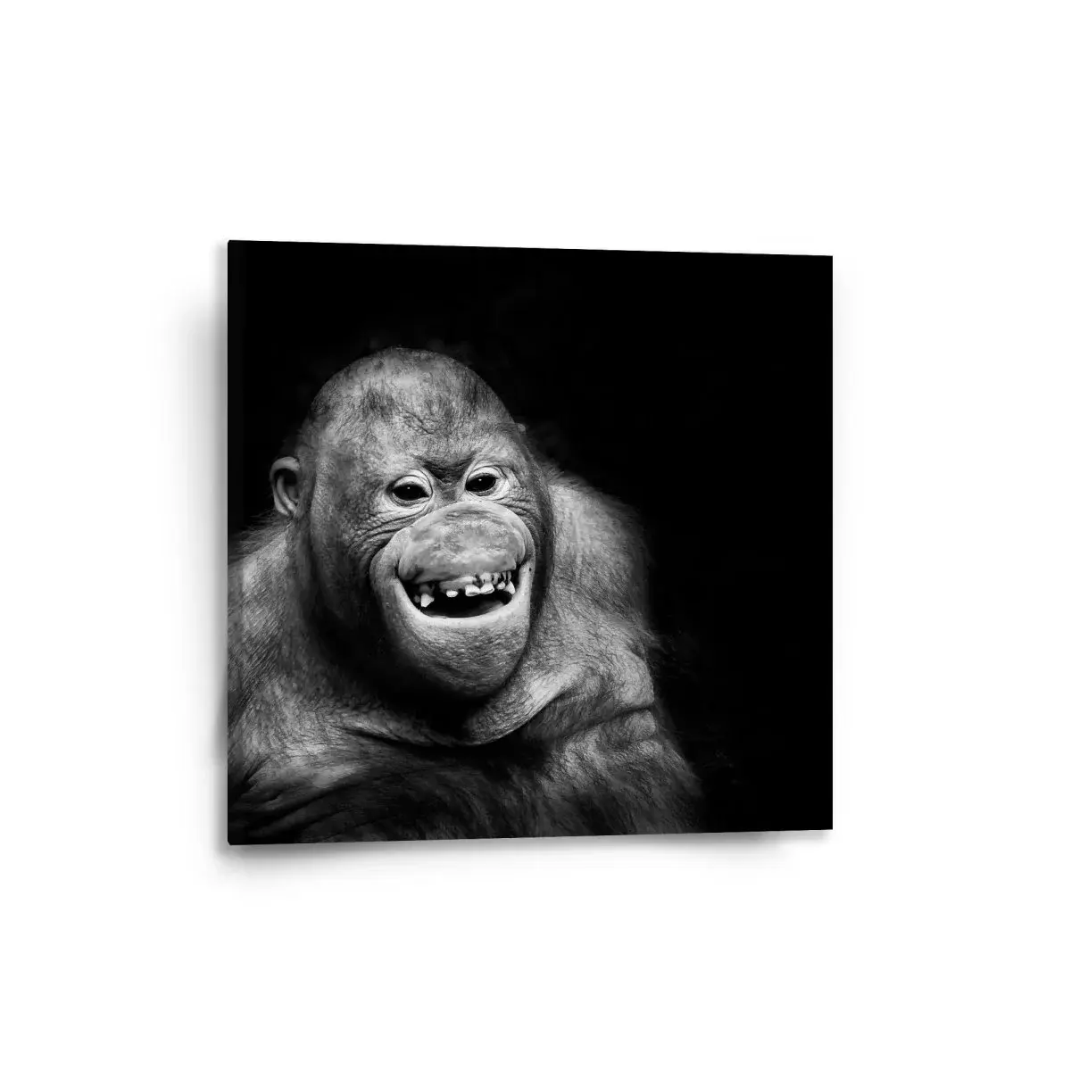 Obraz Orangutan - 50x50 cm
