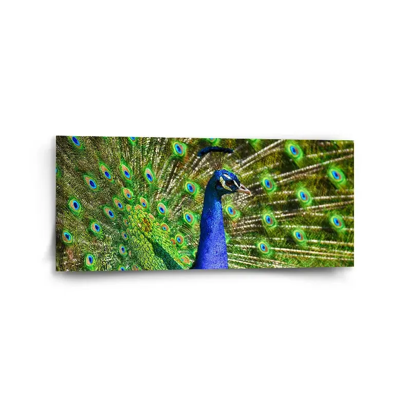 Obraz Páv - 110x50 cm