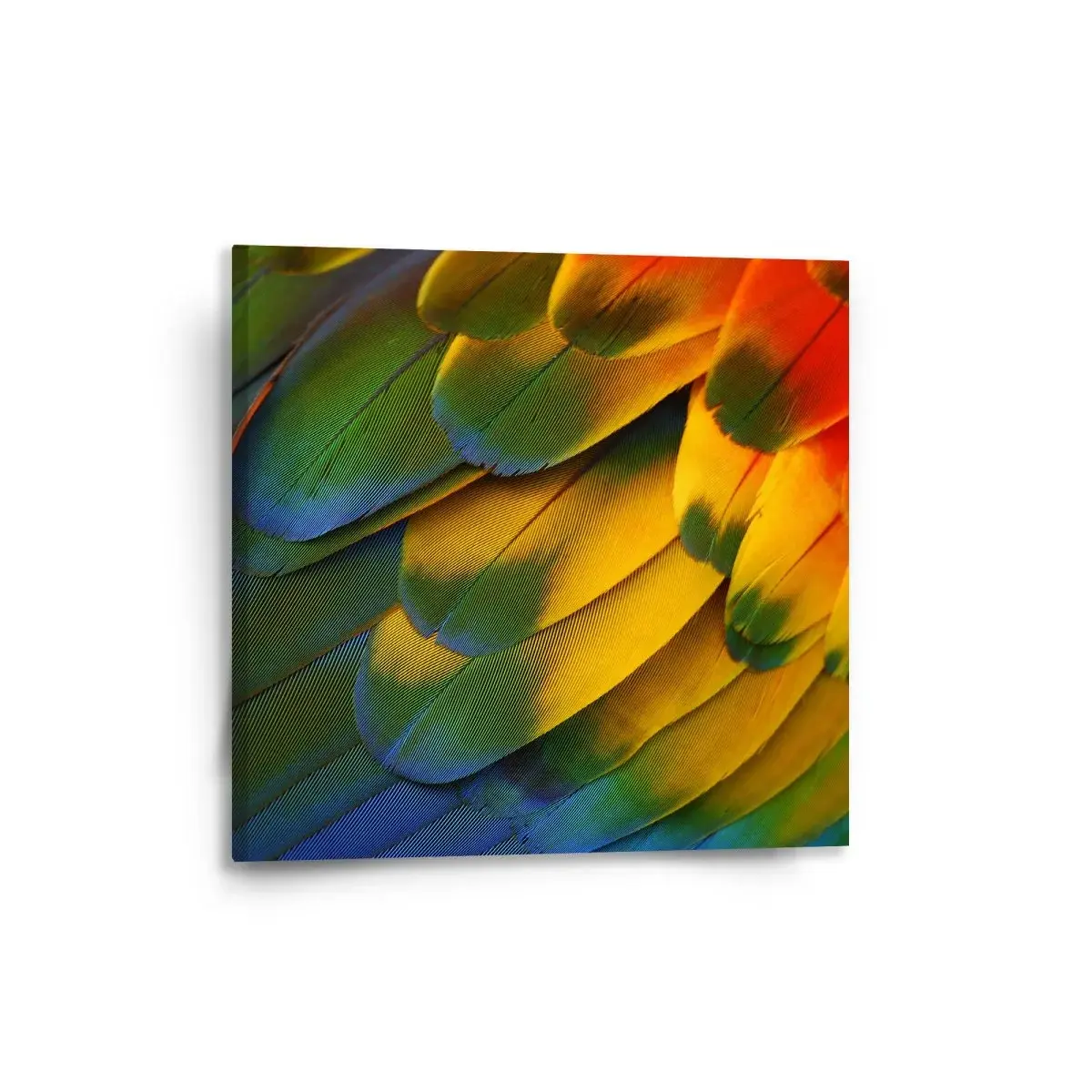Obraz Barevné peří - 50x50 cm