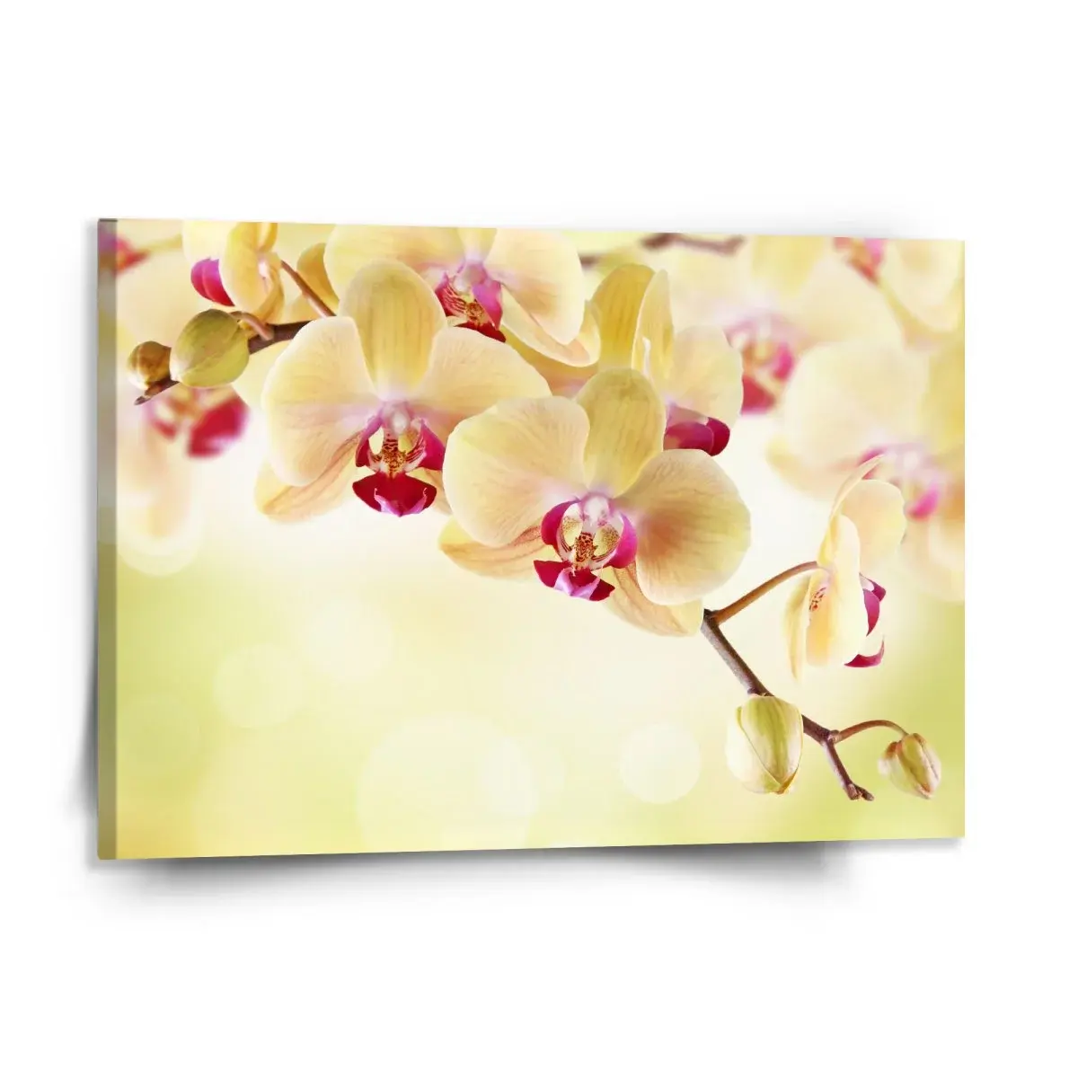 Obraz Orchidej 2 - 150x110 cm