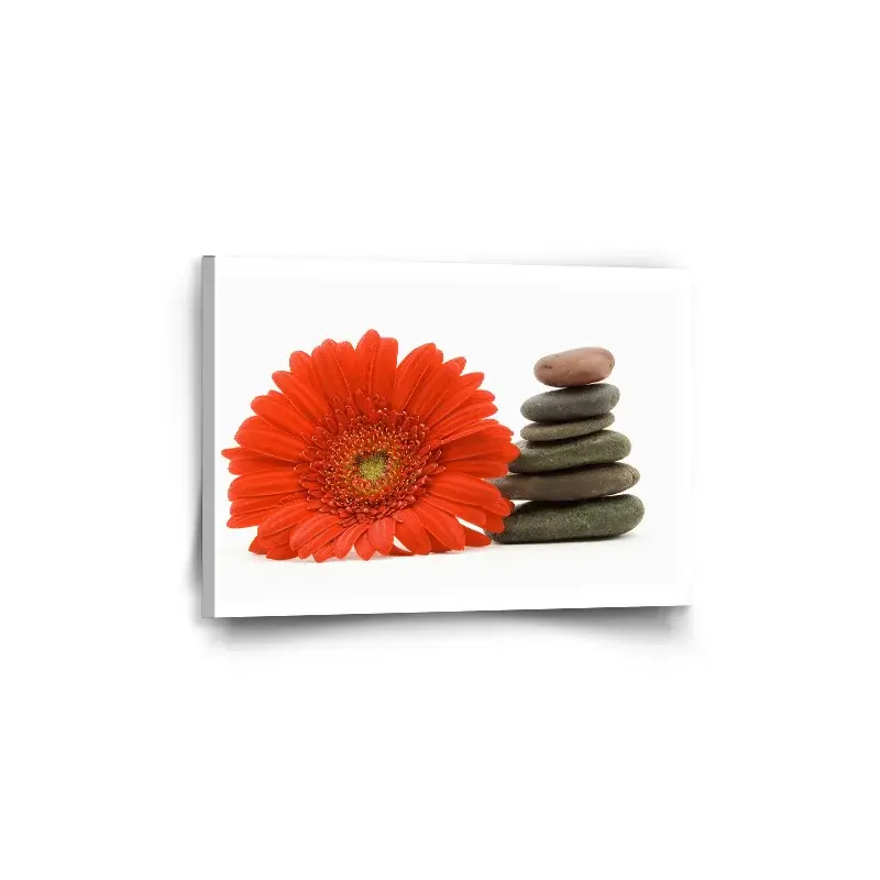 Obraz Gerbera s kameny - 60x40 cm