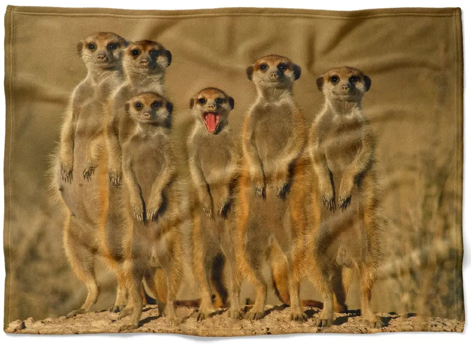 IMPAR Fleecová deka Surikaty 150x120 cm (Rozměr :