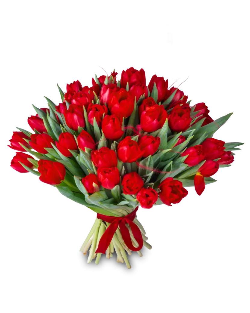 Červené tulipány