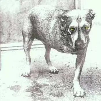 CD Alice In Chains: Alice In Chains CLR