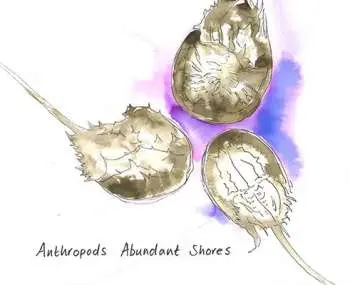 CD Anthropods: Abundant Shores