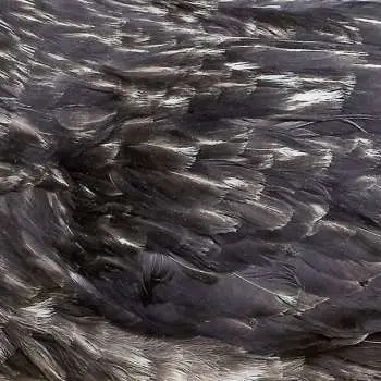 CD Árstíðir: Árstíðir LTD