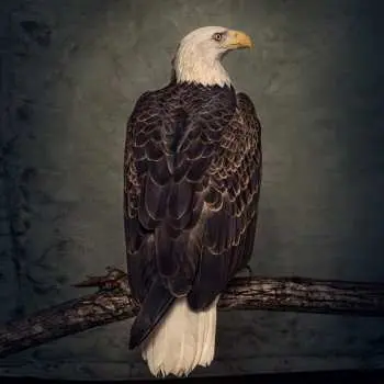 2LP Clutch: Book Of Bad Decisions