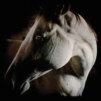 LP Brother Dege: How To Kill A Horse
