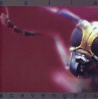 CD Calla: Scavengers