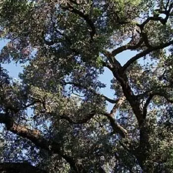 LP Charles Manson: Trees