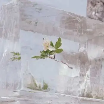 LP Efterklang: Windflowers LTD | CLR