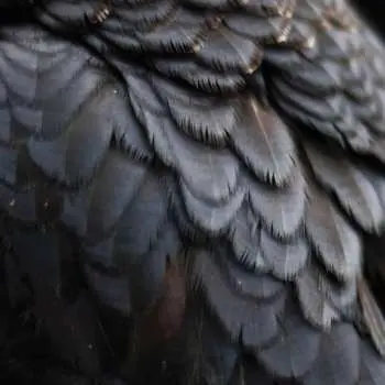 LP Ex People: Bird