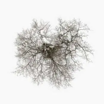 LP John Metcalfe: Tree