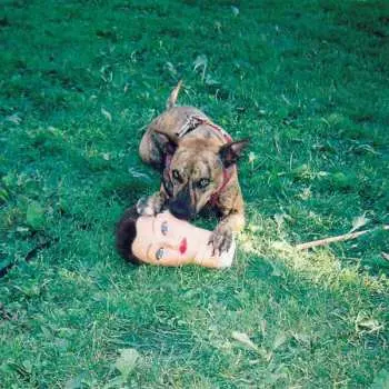 LP Joyce Manor: Cody