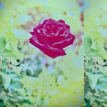 LP Lambchop: Trip LTD | CLR