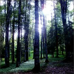 CD Lullabier: Fitoterapia LTD | NUM