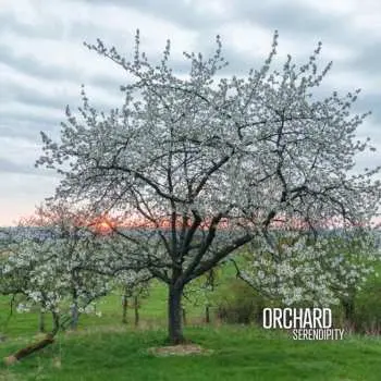 CD Orchard: Serendipity