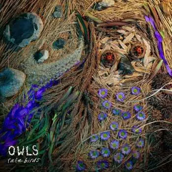 LP Owls: Rare Birds