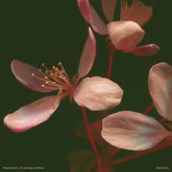 LP Pachakuti & young.vishnu: Semilla