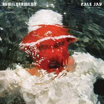 LP Pale Jay: Bewilderment