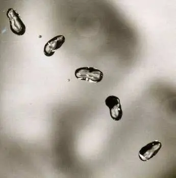 CD Peter Gabriel: Up
