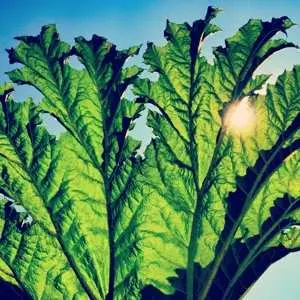 LP Pfarmers: Gunnera CLR | LTD
