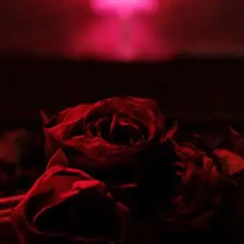 LP The Paper Kites: Roses LTD | CLR