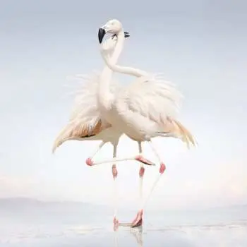 2LP Rustie: Green Language