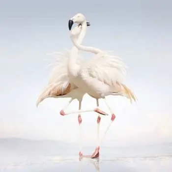 CD Rustie: Green Language