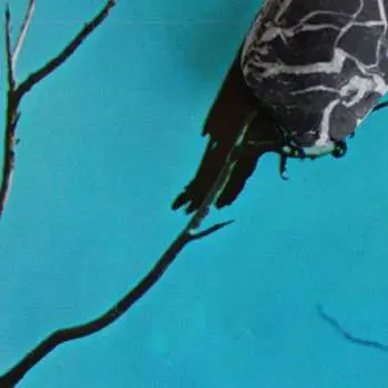 CD Tangents: Stateless