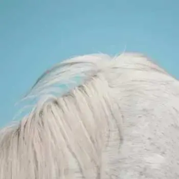 LP Widowspeak: All Yours
