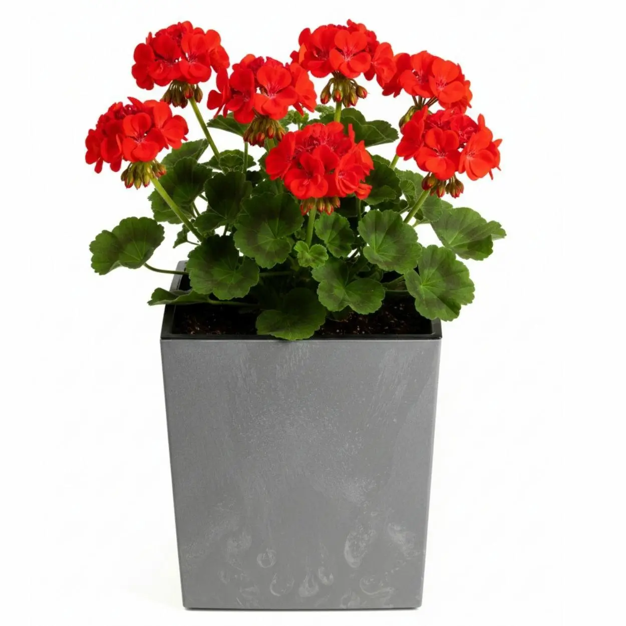 HowHomely Květináč FLORE Beton 30,5x29,5x29,5 cm šedý