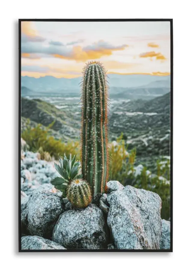 Mauro Ferretti Obraz Cactus A 60x90 cm vícebarevný