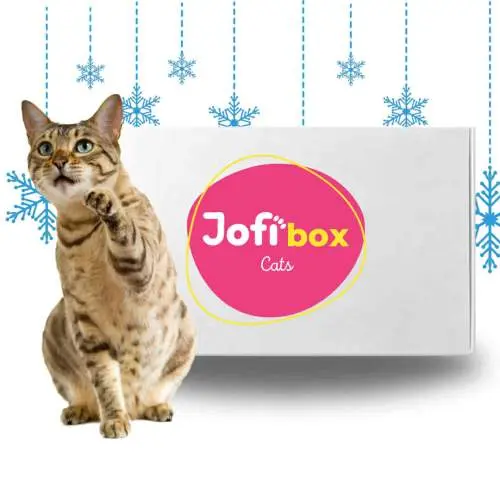 Jofi Box kočky, VÁNOCE