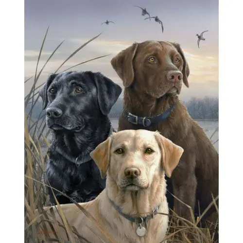 Figured ART Malování podle čísel - TŘI LABRADOŘI bez rámu 40 x 50 cm