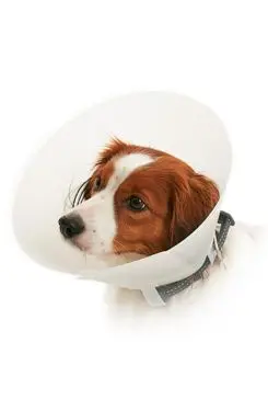 Límec ochranný Buster neprůhledný Classic Collar 35cm