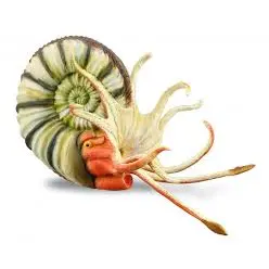 Collecta pleuroceras amonit