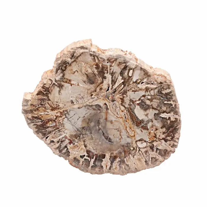 Zkamenělé dřevo leštěný řez 29 - cca 11 x 8,9 cm, 254 g