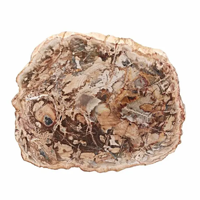 Zkamenělé dřevo leštěný řez 30 - cca 10 x 9,2 cm, 282 g