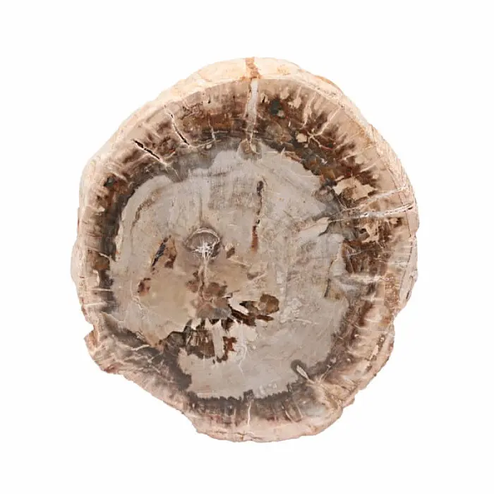Zkamenělé dřevo leštěný řez 31 - cca 9,3 x 8,2 cm, 225 g