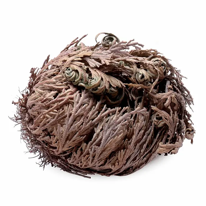 Růže z Jericha - 6 - 8 cm