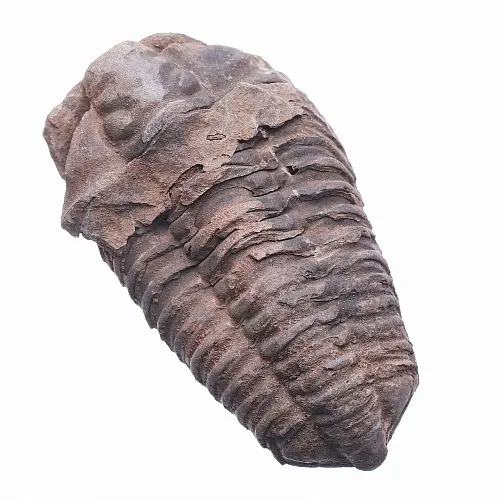Trilobit - cca 5 - 7 cm