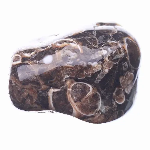 Turritella tromlovaná