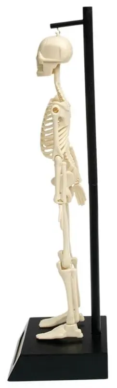 Anatomický model lidské kostry Rex London uni