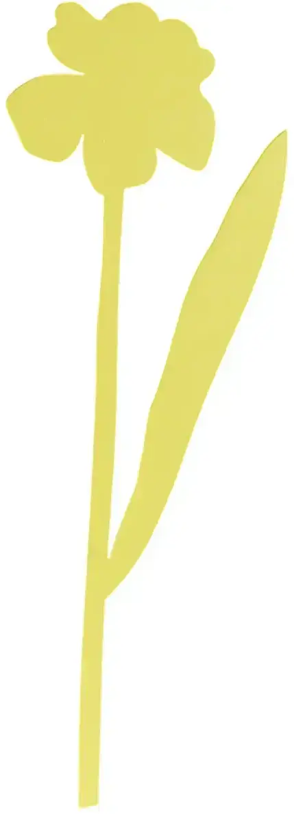 Květina Milin Daffodil uni